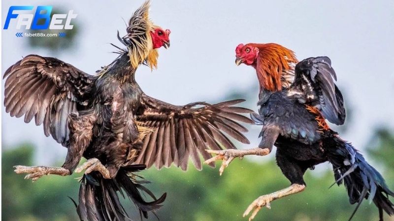 Đá gà Fabet: Trực tiếp đá gà, tỷ lệ cược hấp dẫn 2 Đá gà Fabet